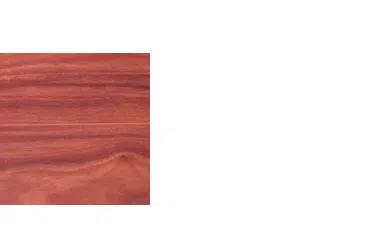 Sydney Blue Gum1